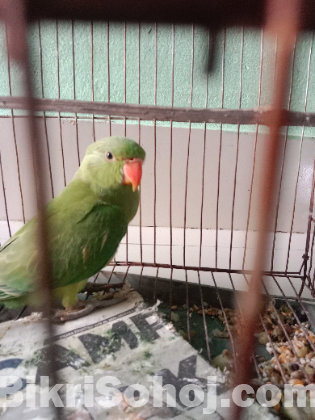 টিয়া পাখি